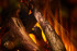 New Forest 870 with Deluxe Real logs в Санкт-Петербурге