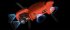 Квадрокоптер Autel Evo II Pro 6K RTK в Санкт-Петербурге